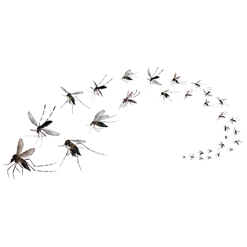 Fluer, mygg og flått … Mer enn en plage